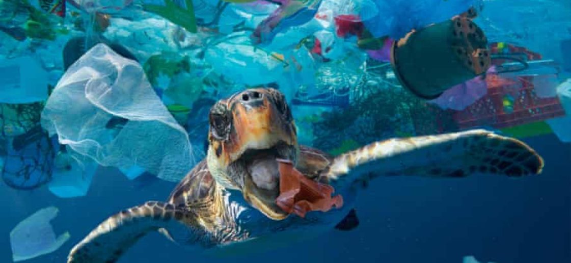 julho sem plastico. pra todos verem: tartaruga no mar com lixos plástico em volta